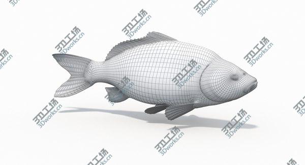images/goods_img/20210312/3D Carp Fish(Animated)/4.jpg